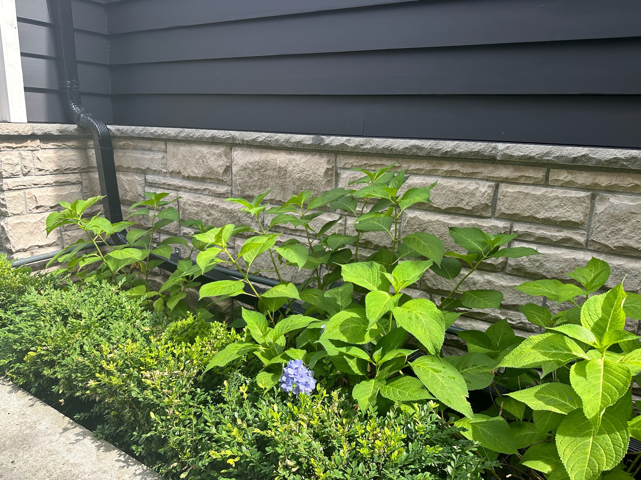 Stone wall with green plants and a single blue hydrangea blossom. Black gutter pipe visible against horizontal siding backdrop.