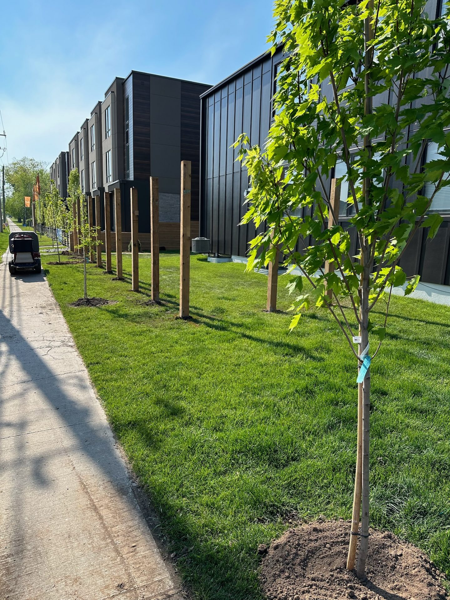 A row of newly planted trees lines a sidewalk next to modern dark-paneled buildings under a clear blue sky.