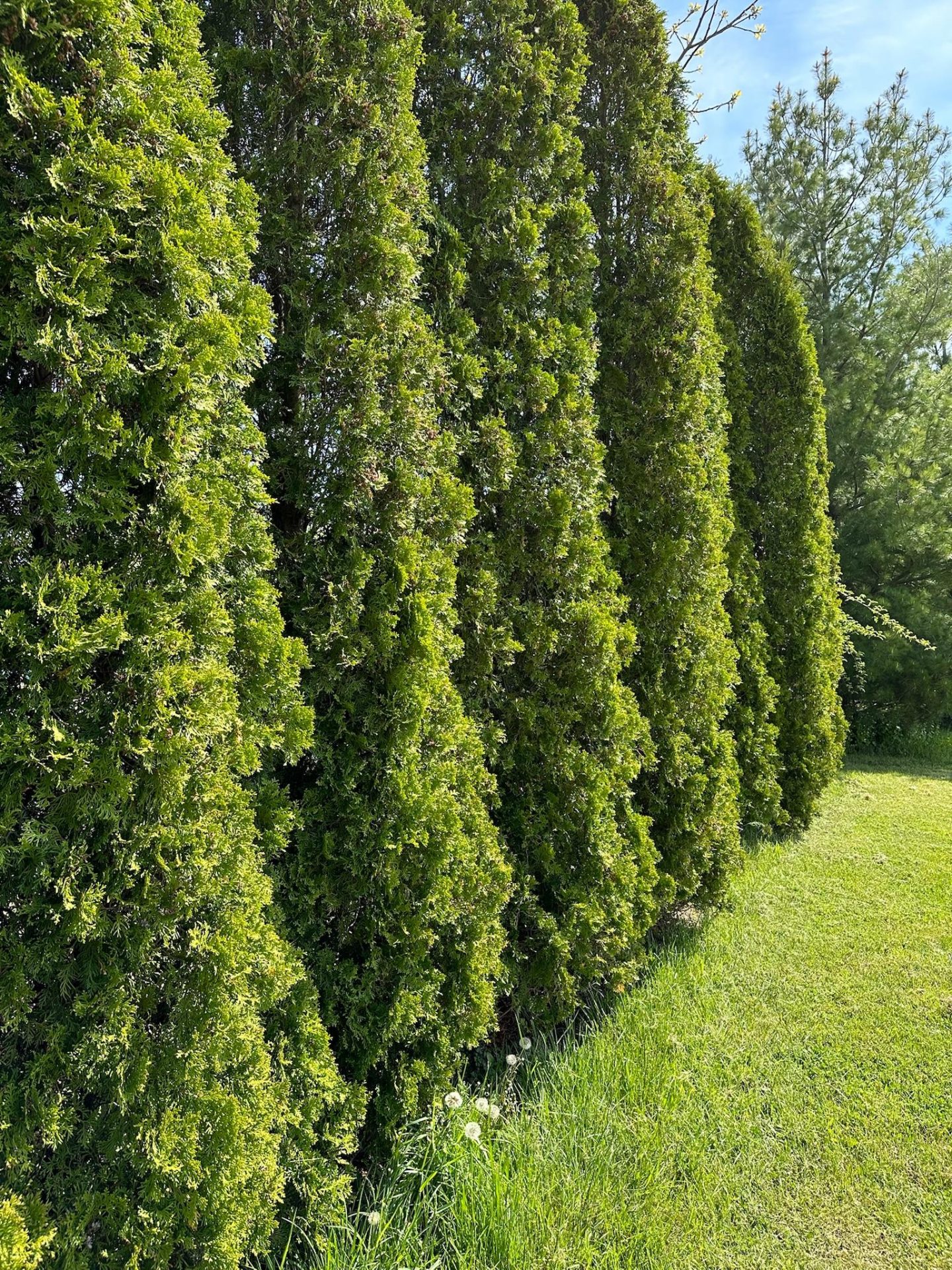 A row of tall, mature cedar trees forming a dense green privacy screen along a grassy lawn.